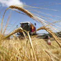 В Новосибирской области запланировали собрать 2,4 млн т зерна