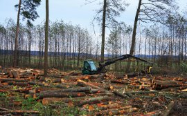 Мэрия Новосибирска частично остановила вырубку деревьев в Заельцовском бору‍
