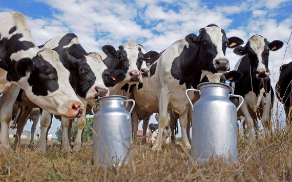 В Новосибирской области сделали ставку на развитие семейных молочных ферм