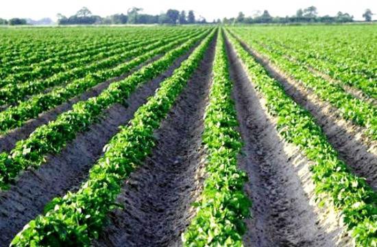 В Новосибирске китайские инвестиции будут вложены в производство картофеля