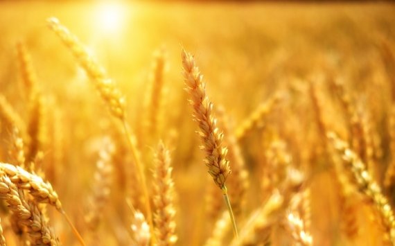 В Новосибирской области аграрии собрали более 2 млн тонн зерна
