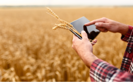 Российские аграрии защитили урожай и животных на 13,2 млрд рублей в СберСтраховании