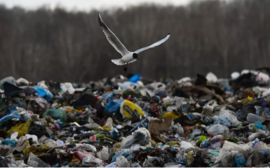 РЭО проверит полигоны вблизи аэропортов из-за птиц в 52 регионах до 1 сентября