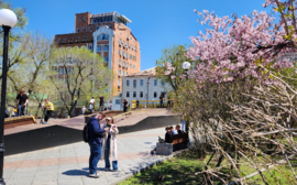 В начале апреля аллергики Новосибирска чаще следили за концентрацией пыльцы в воздухе