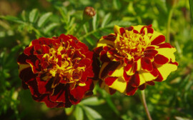 В Новосибирске в честь 9 мая высадили бархатцы цветом георгиевской ленты