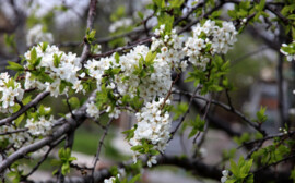 Андрей Травников высадил 15 кустов черемухи вместе с чиновниками на Михайловской набережной