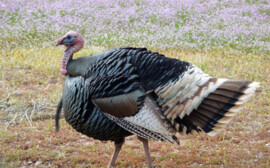 В Новосибирской области построят две крупные птицефермы за 8,4 млрд рублей