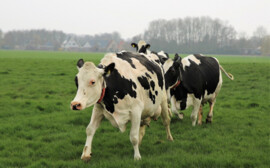 Под Новосибирском за 2 млрд рублей построят селекционный центр