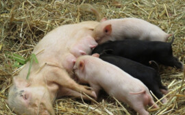 В Новосибирской области ветеринарной службе выделят 39,5 млн рублей