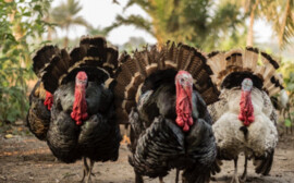 В Новосибирской области заморозили проект создания птицекомплекса