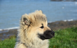 Депутат Наталья Пинус рассказала о проблеме безнадзорных животных в Новосибирске