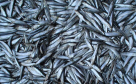 В Новосибирской области станет больше доступной рыбы