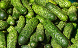 В Новосибирской области огурец стал лидером по выращиванию тепличных овощей