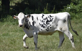 В Новосибирской области активно развивается животноводство