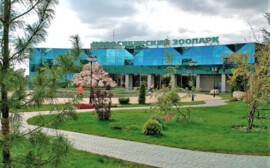 Власти Новосибирска выделят на реконструкцию павильона для медведей 95 млн рублей