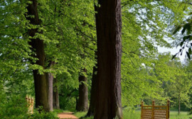 В Новосибирске рядом с ЛДС построят парк за 433,5 млн рублей