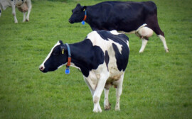 В Новосибирской области животноводы Карасука получили рекордные надои молока