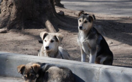 В Новосибирской области на приюты для бродячих животных направят 400 млн рублей