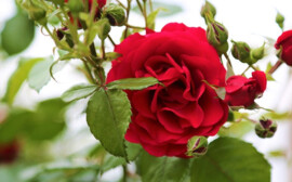 В Новосибирской области производство роз вырастет до 7 млн бутонов