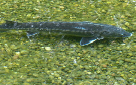 Новосибирский рыбзавод восстановит популяцию сибирского осётра в Обском море