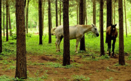 В Новосибирской области развивают агротуризм