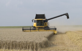 В Новосибирской области аграрии вышли на 10-летний рекорд