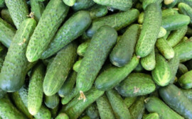 Ученые рассказали о способности огурцов снижать давление