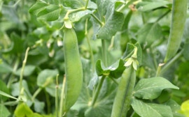 Новосибирская область впервые в истории экспортировала горох в Таиланд