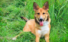 В Новосибирске на проект приюта для животных выделили 10 млн рублей