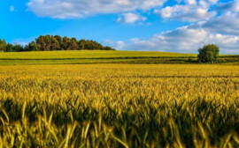 Новосибирский агропромышленный комплекс даже под санкциями сохранил высокие темпы развития