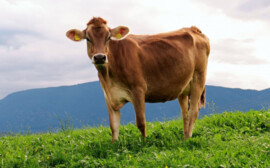 В Новосибирской области в новый молочный комплекс вложили 250 млн рублей