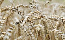 В Новосибирской области на поддержку аграриев добавили 138,4 млн рублей