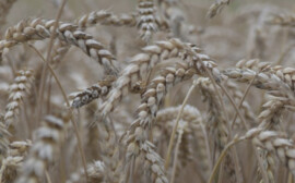 В Новосибирской области на поддержку аграриев выделили 686 млн рублей