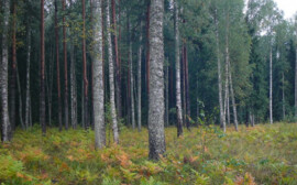 Новосибирская область потратит около 150 млн рублей на борьбу с лесными пожарами