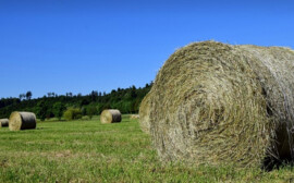 В Новосибирской области более 5,5 млрд рублей потратили на поддержку аграриев