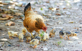 Власти Новосибирской области назвали причины подорожания курицы на 20%