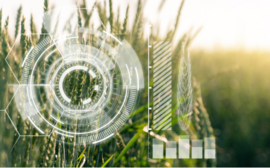 Сибирь – в лидерах по числу агротехнологических стартапов на территории России