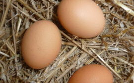 Травников связал рост цен на яйца с желанием новосибирских производителей заработать