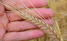 В Новосибирской области сельхозпредприятия смогут вернуть до 70% затрат