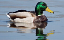 В Новосибирской области увеличили инвестиции в утиную ферму