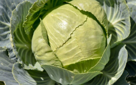 В Новосибирской области подорожали огурцы и капуста