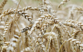 В Новосибирской области объем господдержки аграриев превысит 5 млрд рублей