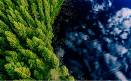 Фонд «Экология» РСХБ реализует проект по спасению лесов до конца 2024 года