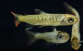 В Новосибирской области хотят построить завод кормов для аквакультуры