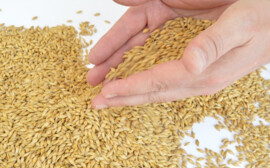 Инвестор из Китая назвал причины создания завода в Новосибирской области