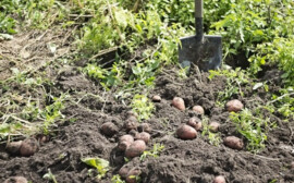 Министр Лут спрогнозировала снижение цен на картофель с июля