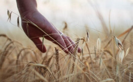 В Новосибирской области для студентов-аграриев провели агрофорум