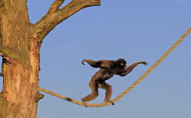 Травников и Кудрявцев обсудили инвестиции в зоопарк Новосибирска