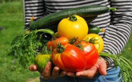 Депутат Лисовский назвал 5 причин подорожания овощей в России