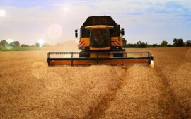 Эксперт Тихонов спрогнозировал плохой урожай зерновых в России